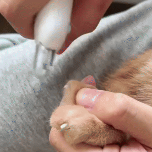 Safety Sensor Cat Dog Nail Clippers Trimmer 2