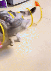 Cat Hunting Spiral Tunnel Toy 2