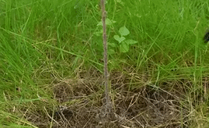 Cordless Grass Trimmer 3