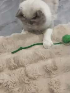 Interactive Cat Toy 2