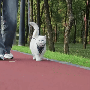 Cat Harness and Leash Set 3