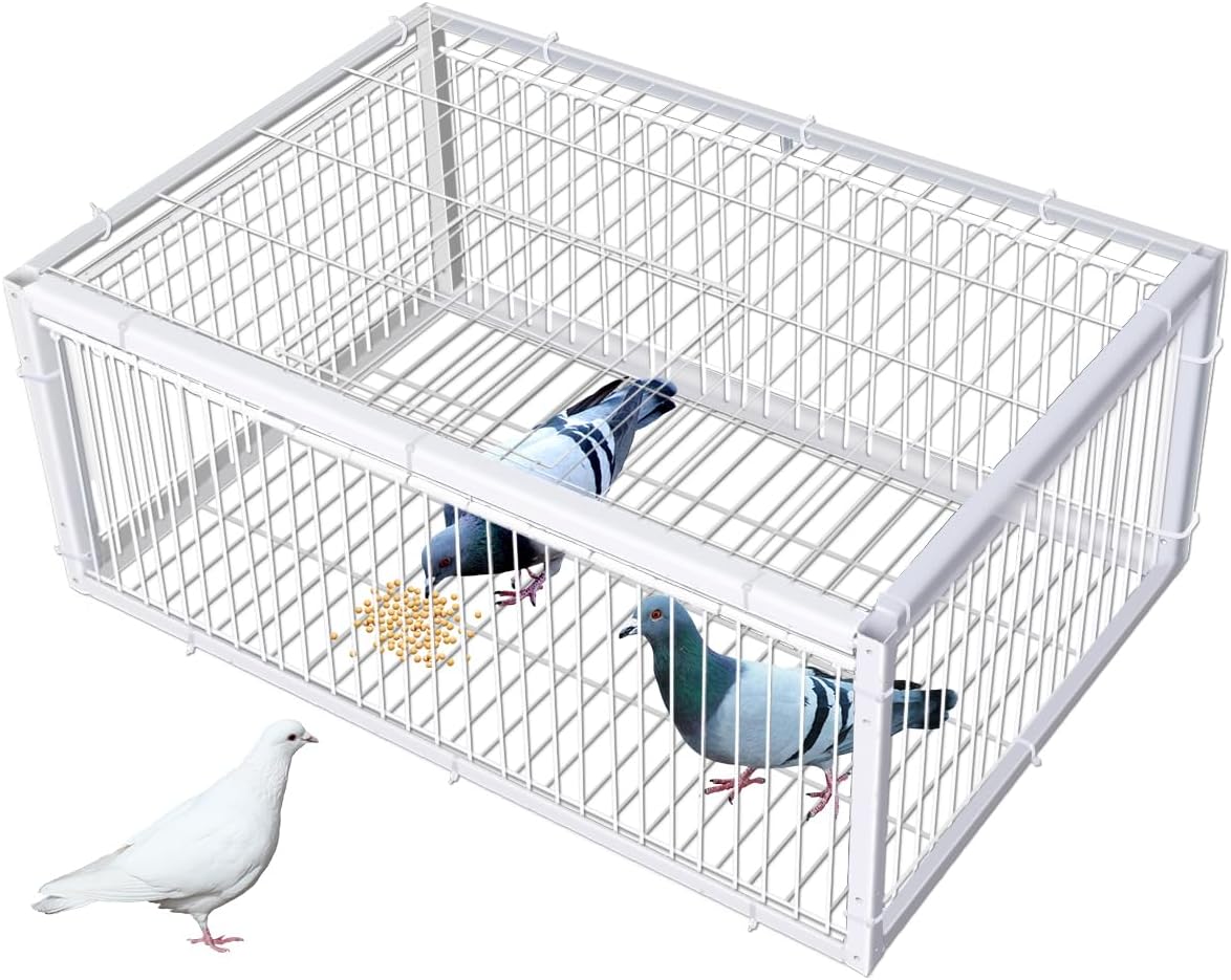 Pigeon Traps 2